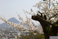 Marugamejo2012_051