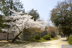 Marugamejo2012_052