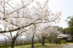 Marugamejo2012_053