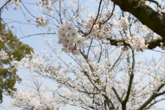Marugamejo2012_057