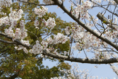 Marugamejo2012_058