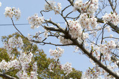 Marugamejo2012_059