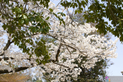 Marugamejo2012_061
