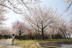 Marugamejo2012_062