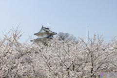 Marugamejo2012_064