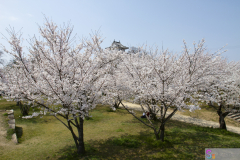 Marugamejo2012_065