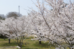 Marugamejo2012_066