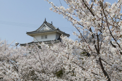 Marugamejo2012_068