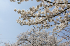Marugamejo2012_072