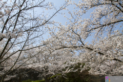 Marugamejo2012_073