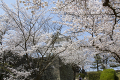 Marugamejo2012_074