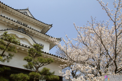 Marugamejo2012_076