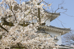 Marugamejo2012_080