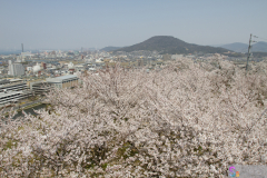 Marugamejo2012_084