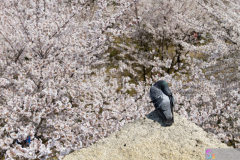 Marugamejo2012_085