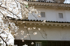 Marugamejo2012_086
