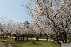 Marugamejo2012_088