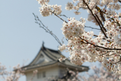 Marugamejo2012_092