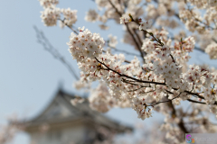 Marugamejo2012_095