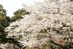 Marugamejo2012_099