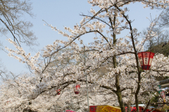 Marugamejo2012_103
