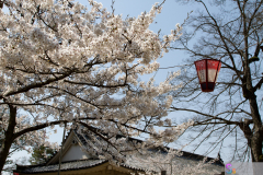 Marugamejo2012_107