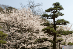Marugamejo2012_108