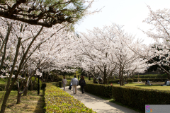 Marugamejo2012_109