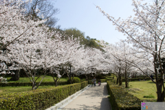 Marugamejo2012_110