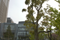 midtown2007_60