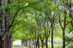 NakasatsunaiArtVillage2025_17