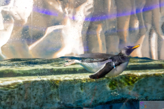 OceanPark2026_23