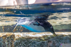 OceanPark2026_24
