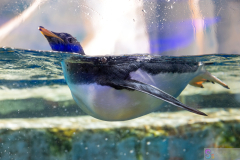 OceanPark2026_26