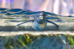 OceanPark2026_28