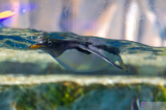 OceanPark2026_29
