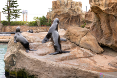 OceanPark2026_43
