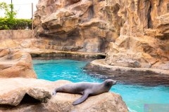 OceanPark2026_44