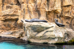 OceanPark2026_45