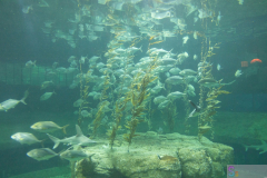 OceanPark2026_51