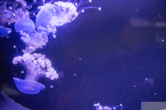 OceanPark2026_54