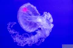OceanPark2026_56