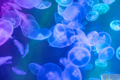 OceanPark2026_57
