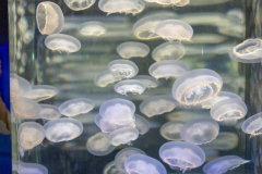 OceanPark2026_60