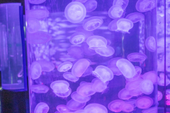 OceanPark2026_62
