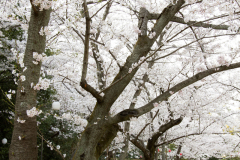 Ritsurinkoen2012_08