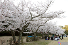Ritsurinkoen2012_11