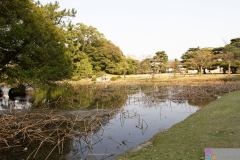 Ritsurinkoen2012_15