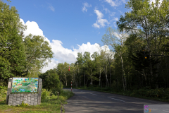 WhiteBirchTrees2025_02