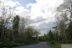 WhiteBirchTrees2025_03